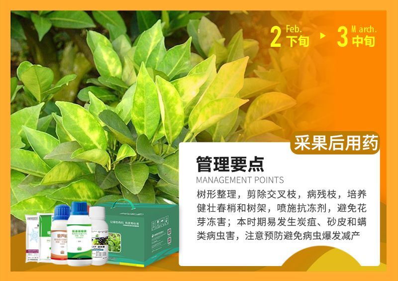 樹形整理，剪除交叉枝，病殘枝，培養健壯春梢和樹架，噴施抗凍劑，避免花芽凍害;本時期易發生炭疽、砂皮和端類病蟲害，注意預防避免病蟲爆發減產 
