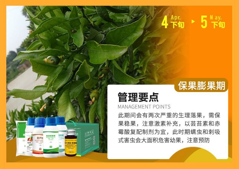 此期間會有兩次嚴(yán)重的生理落果,需保果穩(wěn)果,注意激素補(bǔ)充,以蕓苔素和赤霉酸復(fù)配制劑為宜,此時期螨蟲和刺吸式害蟲會大面積危害幼果,注意預(yù)防